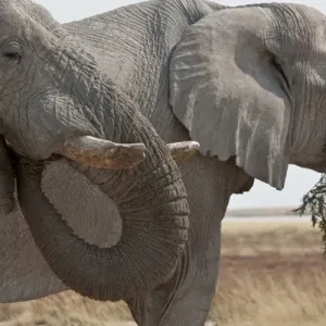 Africa, Namibia, Etosha National Park. Two elephants eating plants Africa, Namibia, Etosha National Park. Two elephants eating plants