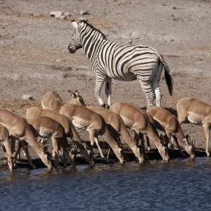 Africa, Namibia, Etosha National Park. Zebra and black-faced impala at Chudop waterhole Africa, Namibia, Etosha National Park. Zebra and black-faced impala at Chudop waterhole