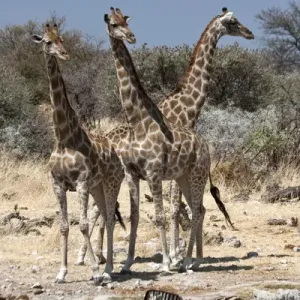 Africa, Namibia, Etosha National Park. Three giraffe and zebra at Chudop waterhole Africa, Namibia, Etosha National Park. Three giraffe and zebra at Chudop waterhole