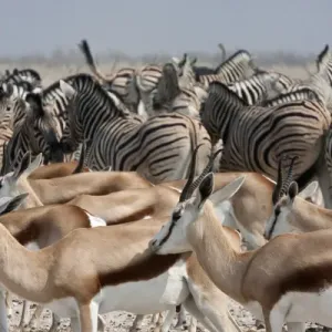 Africa, Namibia, Etosha National Park. Group of springboks and zebras. Credit as Africa, Namibia, Etosha National Park. Group of springboks and zebras. Credit as