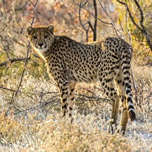 Africa, Namibia, Etosha National Park, Cheetah Looking Around Before Going into the Bush