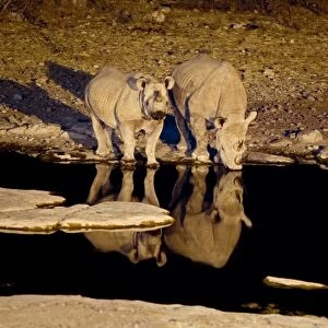 Africa, Namibia, Etosha NP. Black Rhinoceros (Diceros bicornis) with youngster drinking
