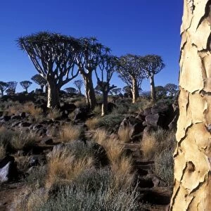 Africa, Namibia, Keetmanshoop, Afternoon sun lights Quiver Tree (Aloe dichotoma) in Kokerboomwoud