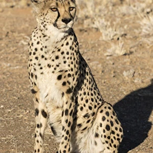 Africa, Namibia, Keetmanshoop. Close-up of seated cheetah