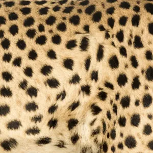 Close-up Print of Cheetah Fur, Keetmanshoop Close-up Print of Cheetah Fur, Keetmanshoop