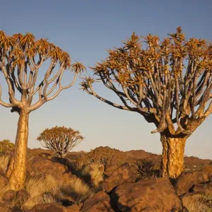 Quiver Tree Print: Namibia Landscape with Aloe dichotoma Quiver Tree Print: Namibia Landscape with Aloe dichotoma