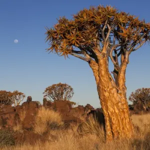 Africa, Namibia, Keetmanshoop, Quiver Tree Forest, (Aloe dichotoma), Kokerbooms Africa, Namibia, Keetmanshoop, Quiver Tree Forest, (Aloe dichotoma), Kokerbooms