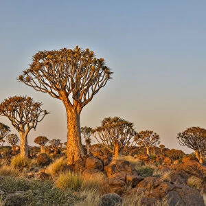 Africa, Namibia, Keetmanshoop, Quiver tree Forest at the Quiver tree Forest Rest Camp