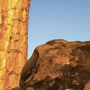 Africa, Namibia, Keetmanshoop. Quivertree and boulder Africa, Namibia, Keetmanshoop. Quivertree and boulder