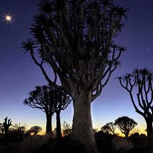 Africa, Namibia, Keetmanshoop. Quivertree Forest at sunrise