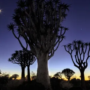 Africa, Namibia, Keetmanshoop. Quivertree Forest at sunrise Africa, Namibia, Keetmanshoop. Quivertree Forest at sunrise