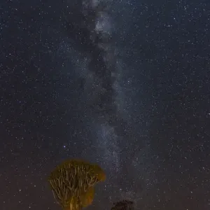 Africa, Namibia, Keetmanshoop. Quivertrees and Milky Way Africa, Namibia, Keetmanshoop. Quivertrees and Milky Way