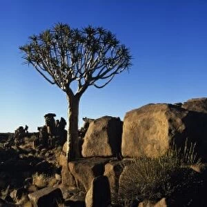 Africa, Namibia, Keetmanshoop, Sunrise lights Quiver Trees (Aloe dichotoma) and igneous