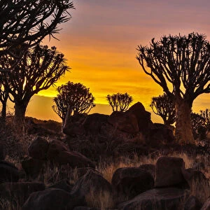 Africa, Namibia, Keetmanshoop, sunset at the Quiver tree Forest at the Quiver tree