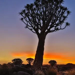 Quiver Tree Forest Print at Sunset, Namibia Quiver Tree Forest Print at Sunset, Namibia