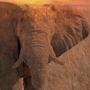 Africa, Namibia. Montage of elephant at sunrise