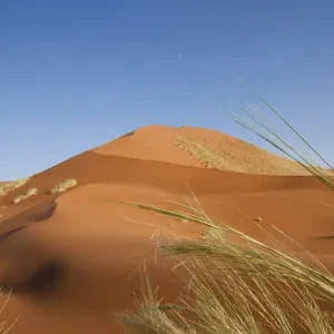 Africa, Namibia, Namib Desert, Namib Naukluft Park. Grasses, dune, and setting moon Africa, Namibia, Namib Desert, Namib Naukluft Park. Grasses, dune, and setting moon