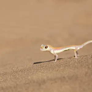 Namib Desert Print: Palmetto Gecko on Sand, Namibia Namib Desert Print: Palmetto Gecko on Sand, Namibia