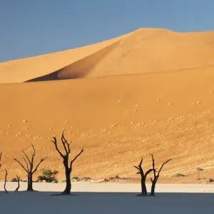 Africa, Namibia, Namib Desert, Sossusvlei, Namib-Naukluft Park. Sunrise on dead trees Africa, Namibia, Namib Desert, Sossusvlei, Namib-Naukluft Park. Sunrise on dead trees