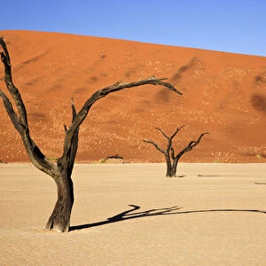 Africa; Namibia; Namib-Naukluft National Park; Sossusvlei, Dead Vlei. Ancient camel thorn