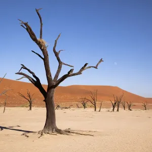 Dead Vlei Moon and Tree with Nest Print Dead Vlei Moon and Tree with Nest Print
