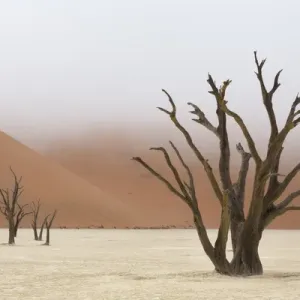 Africa, Namibia, Namib-Naukluft Park, Deadvlei. Dead camelthorn trees in fog. Credit as Africa, Namibia, Namib-Naukluft Park, Deadvlei. Dead camelthorn trees in fog. Credit as