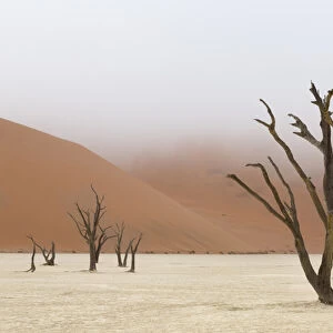 Africa, Namibia, Namib-Naukluft Park, Deadvlei. Dead camelthorn trees in fog. Credit as