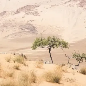 Africa, Namibia, Northwestern Namibia, Kaokoveld, Hartmanns Valley Africa, Namibia, Northwestern Namibia, Kaokoveld, Hartmanns Valley