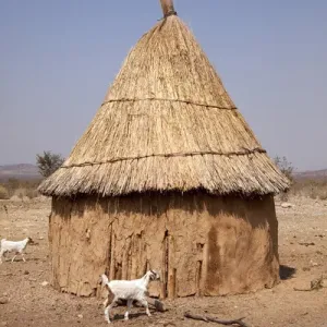 Africa, Namibia, Opuwo Print: Goats and Hut in Himba Village Africa, Namibia, Opuwo Print: Goats and Hut in Himba Village