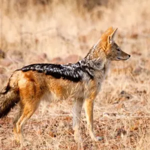 Black-backed Jackal Portrait Print, Namibia Black-backed Jackal Portrait Print, Namibia