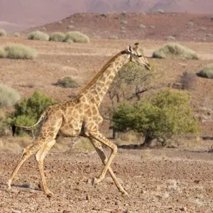 Print of a Running Giraffe in Palmwag, Namibia Print of a Running Giraffe in Palmwag, Namibia