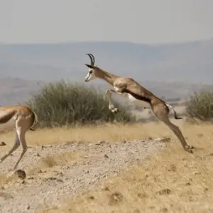 Running Springboks Print, Namibia Running Springboks Print, Namibia
