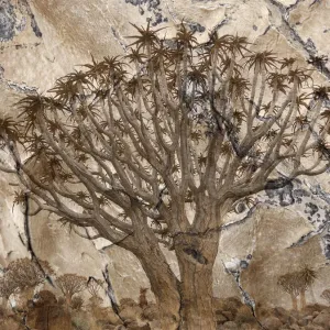 Africa, Namibia. Quiver tree and bark photo montage