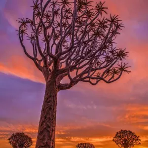 Africa, Namibia. Quiver trees at sunset