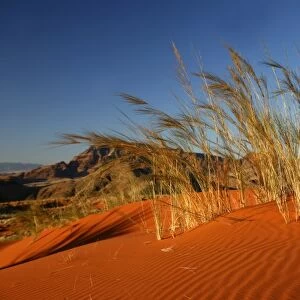 Africa, Namibia, Sossusvlei. Dune grass glows golden in the setting sunlight of the