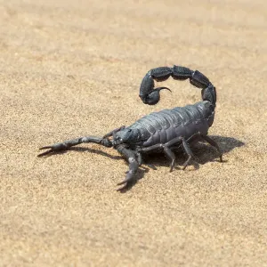 Black Scorpion Print - Swakopmund Sand Scene Black Scorpion Print - Swakopmund Sand Scene