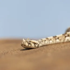 Africa Print: Horned Adder on Desert Sand Africa Print: Horned Adder on Desert Sand