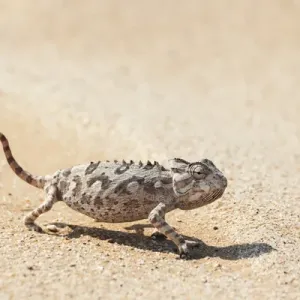 Africa, Namibia, Swakopmund, Namaqua Chameleon, Chamaeleo namaquensis Africa, Namibia, Swakopmund, Namaqua Chameleon, Chamaeleo namaquensis