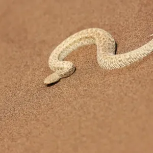 Peringueys Desert Adder Print, Swakopmund, Namibia Peringueys Desert Adder Print, Swakopmund, Namibia