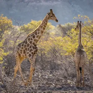 Africa, Namibia, Twyfelfontein. Three giraffes amidst acacia trees Africa, Namibia, Twyfelfontein. Three giraffes amidst acacia trees