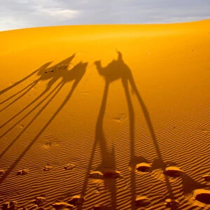 Africa, North Africa, Tafilalet, Erfoud, Merzouga, Erg Chebbi, late afternoon shadows of Dromedary