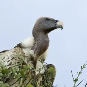 Africa Print: White-backed Vulture in Tree, Masai Mara, Kenya Africa Print: White-backed Vulture in Tree, Masai Mara, Kenya