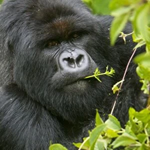 Africa, Rwanda, Charles, a Silverback Mountain Gorilla (Gorilla gorilla beringei)