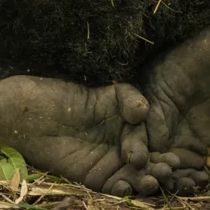 Rwanda Print: Close-up of a Mountain Gorilla's Feet Rwanda Print: Close-up of a Mountain Gorilla's Feet