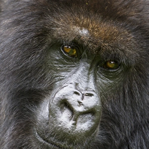 Africa. Rwanda. Female Mountain Gorilla (Gorilla gorilla beringei) of the Umubano