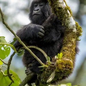 Rwanda Print: Female Mountain Gorilla at Volcanoes National Park Rwanda Print: Female Mountain Gorilla at Volcanoes National Park