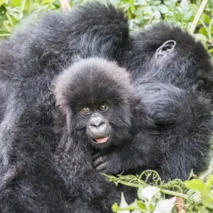 Africa, Rwanda, Musanze District, Volcanoes National Park, Ruhengeri, Kinigi. Gorilla Africa, Rwanda, Musanze District, Volcanoes National Park, Ruhengeri, Kinigi. Gorilla
