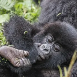 Print of a Mountain Gorilla Mother and Baby in Rwanda Print of a Mountain Gorilla Mother and Baby in Rwanda
