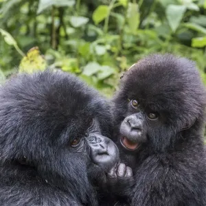 Africa, Rwanda, Musanze District, Volcanoes National Park, Ruhengeri, Kinigi. Gorilla Africa, Rwanda, Musanze District, Volcanoes National Park, Ruhengeri, Kinigi. Gorilla