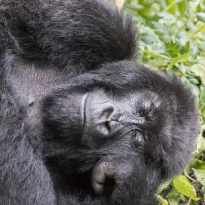 Africa, Rwanda, Musanze District, Volcanoes National Park, Ruhengeri, Kinigi. Gorilla Africa, Rwanda, Musanze District, Volcanoes National Park, Ruhengeri, Kinigi. Gorilla